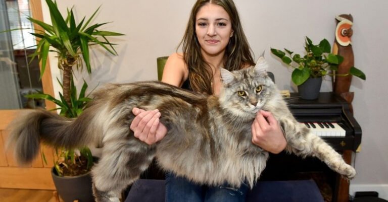 This growing Maine Coon is already so big that he has a chance to become the tallest cat in the world!