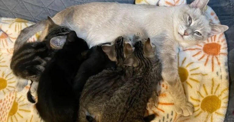 A woman offers hospitality to a pregnant cat, she gives birth to her cub 24 hours later (video)