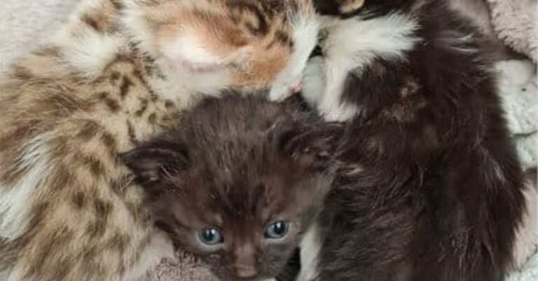 An association for the rescue of 4 kittens left on a play area in the sun