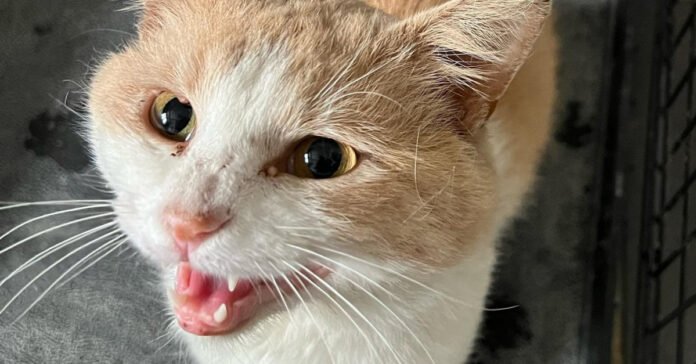 A cat makes its own way to the backyard of a shelter, where it tries to attract the attention of volunteers

