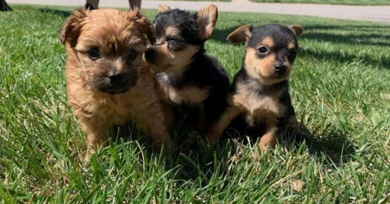3 puppies from the same litter will be completely different as adults