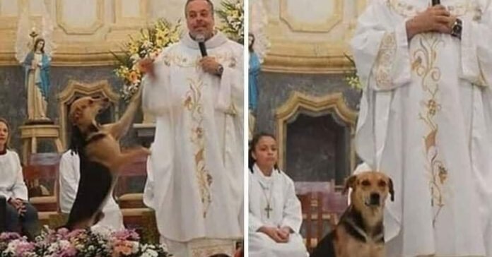 Every Sunday this priest, with incomparable devotion to stray dogs, has his own ritual

