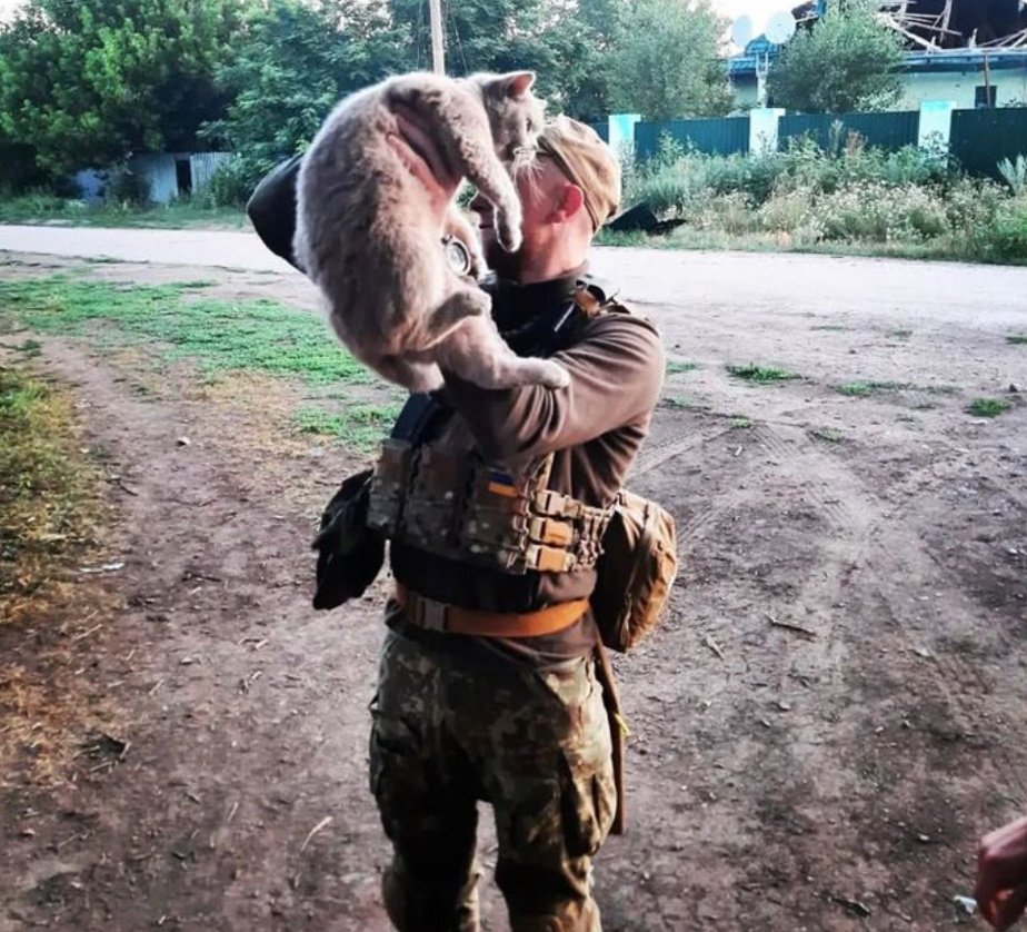 On social networks there are countless pictures of cats sitting on the shoulders of soldiers, or curled up between their arms and purring with pleasure. 