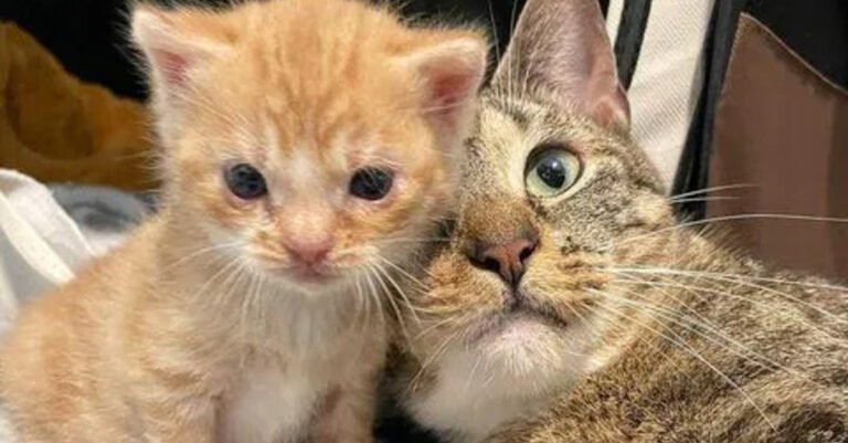 A cat and the sole survivor of her litter overcome many hardships together