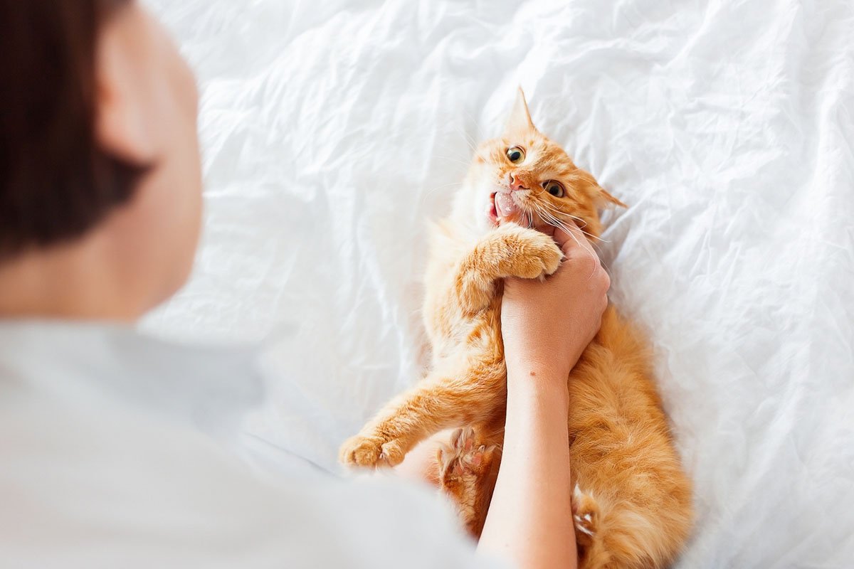 Your cat's general health