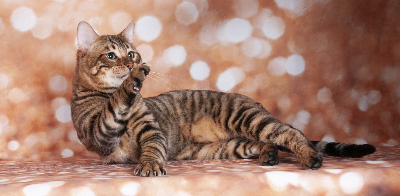 The Toyger cat, small domestic tiger.