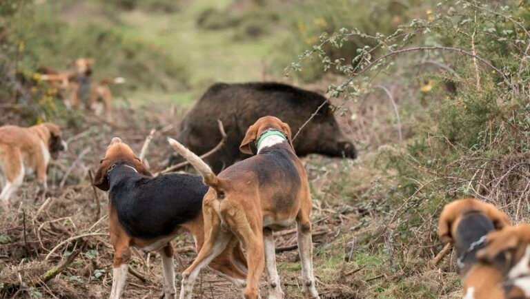 Aujeszky’s disease: what is this virus that killed 5 hunting dogs at the weekend and how to prevent it?