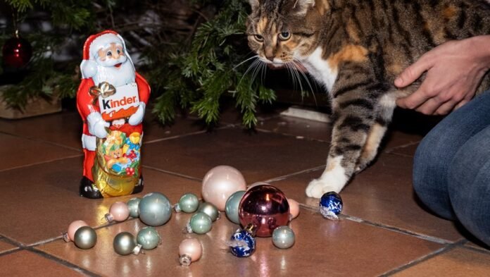 Cats and dogs at Christmas: Top 10 dangers to avoid

