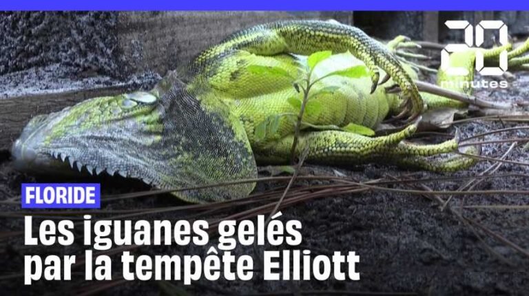 Cooled by the storm, “frozen” iguanas fall from the trees