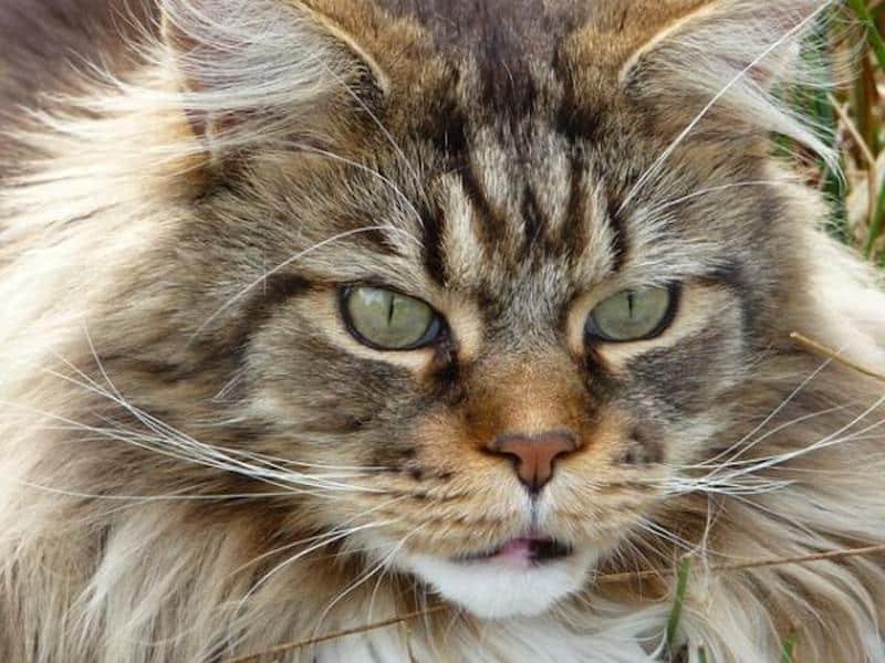 Discover the 5 breeds of cats that look like lions
