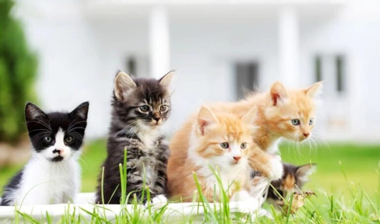 Do you have a cat?  Find out what their personality is based on their color