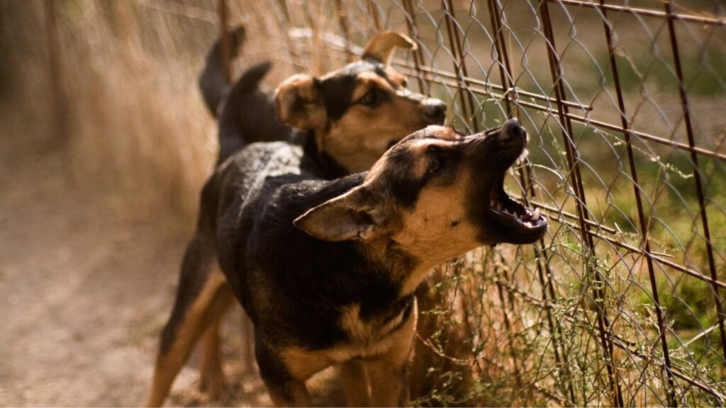 dogs dog does not bark wire fence