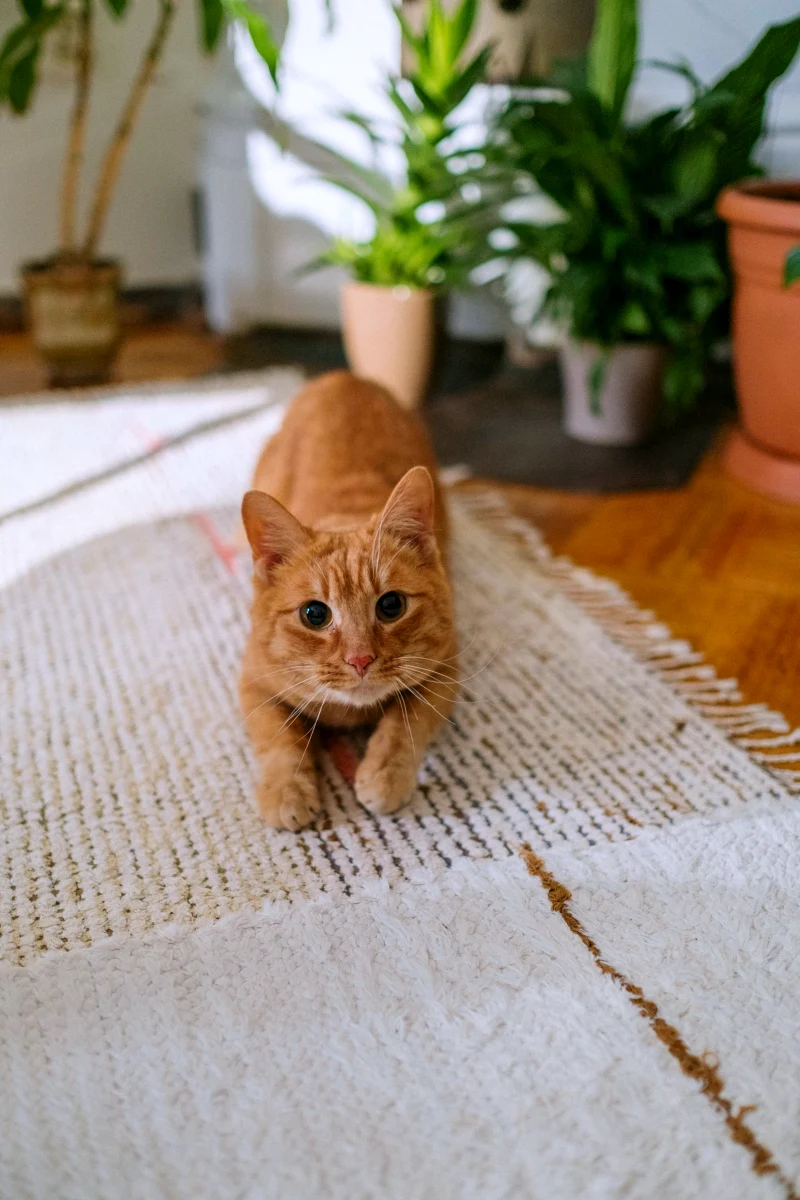 a ginger cat on a blanket
