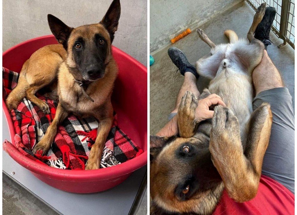 SLPA staff in Velaine-en-Haye (Meurthe-et-Moselle) are appealing for help for Jaco, a five-year-old Malinois.