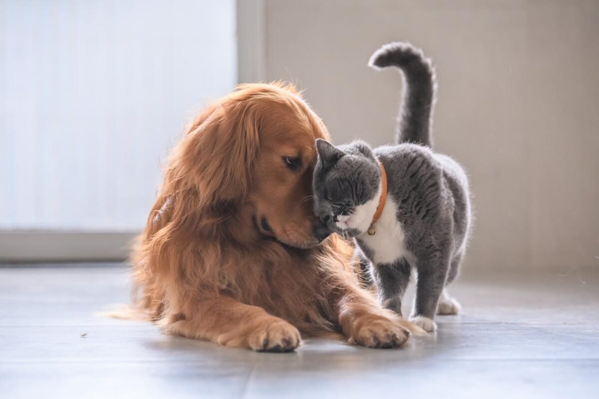 Pets: Pamper them to strengthen your bonds!