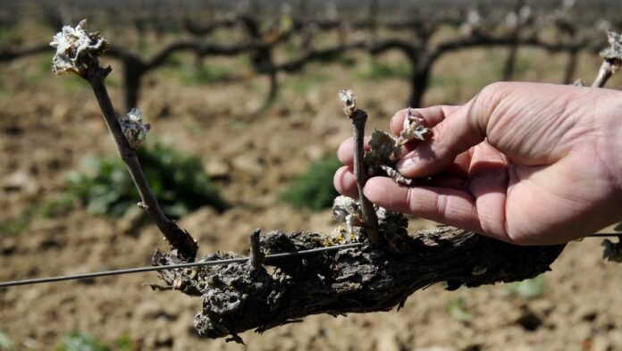 Pyrénées-Orientales - crop insurance reform: farmers half fig half grape

