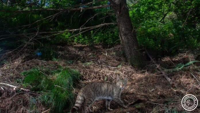 Tarn: how the forest cat conquered the black mountain

