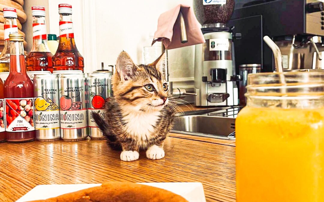 The cat bar on rue des Clarisses is forced to close and is looking for a buyer