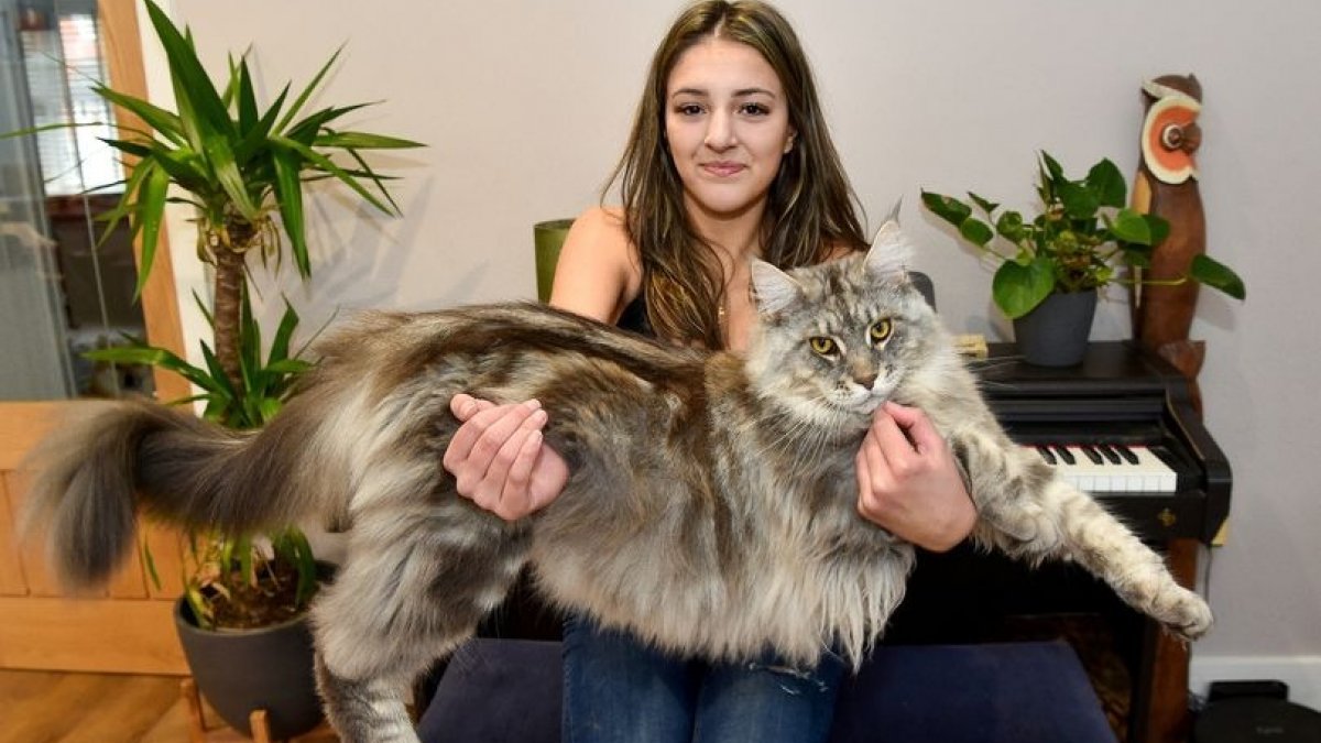 This growing Maine Coon is already so big that he has a chance to ...