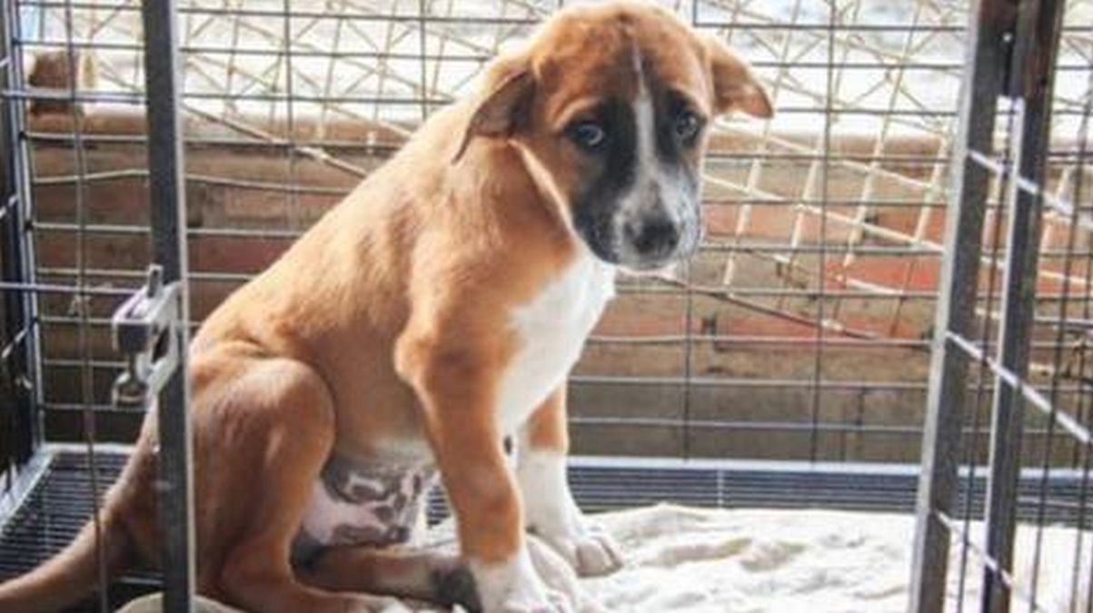 This puppy called Benji has been returned to his shelter 11 times, the staff finally understands!