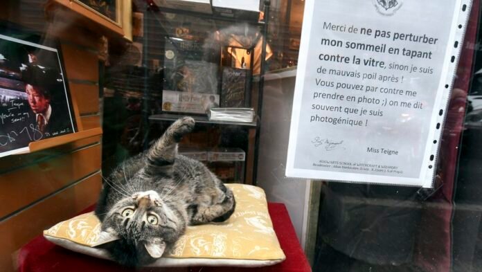 Toulouse: beware, this cat in the window is not for sale!

