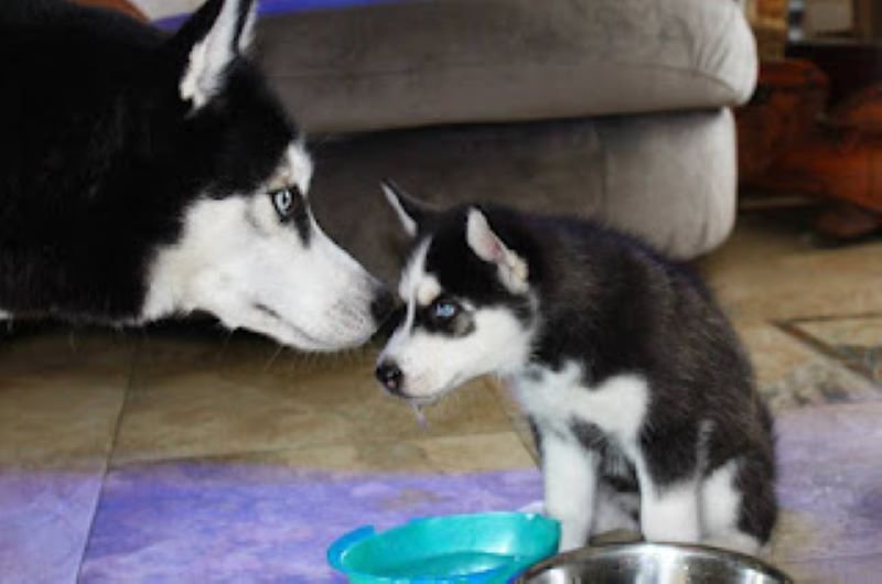Video: Mommy Husky howls and her pups imitate her adorably
