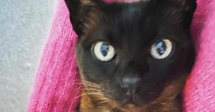 the heartbreaking tale of a woman who didn't like cats and ended up adopting one


