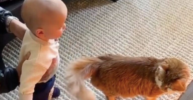 The first meeting between this cat and a small child overflows with tenderness (video)