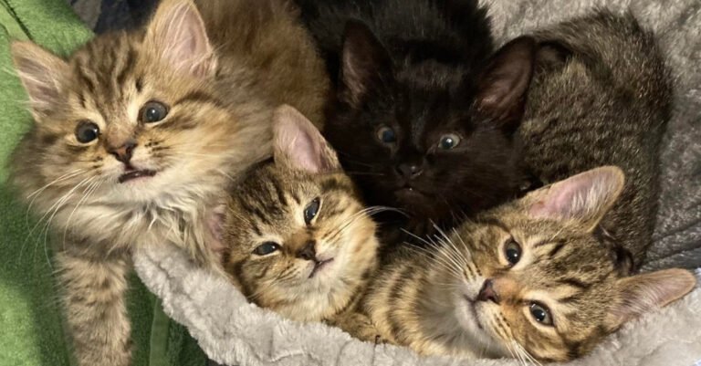These 4 kittens in need of intensive care lived in an abandoned scrap car