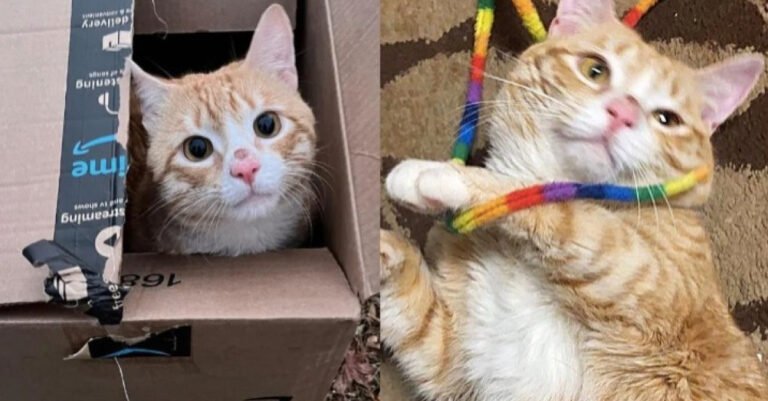 This stray cat only had a cardboard box to seek refuge in, he is now a fulfilled indoor tomcat