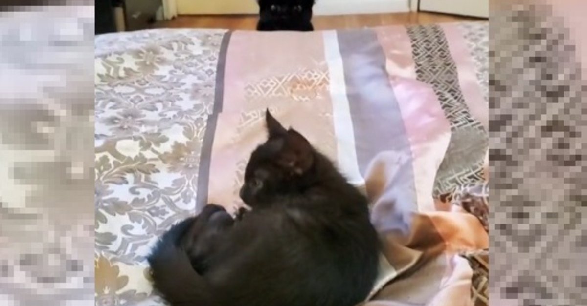 The funny reaction of a senior cat discovering the new kitten in the family (video)

