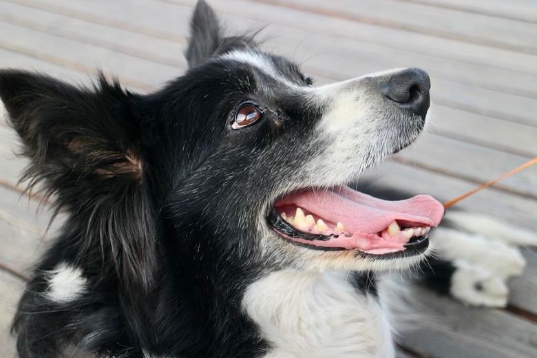 The Border Collie.