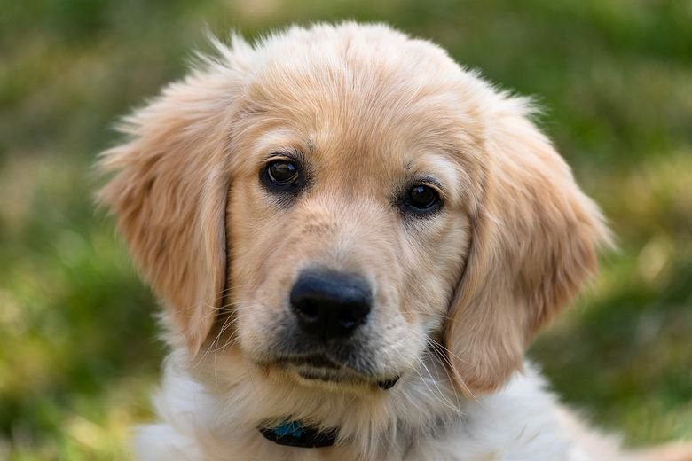 Golden retriever.