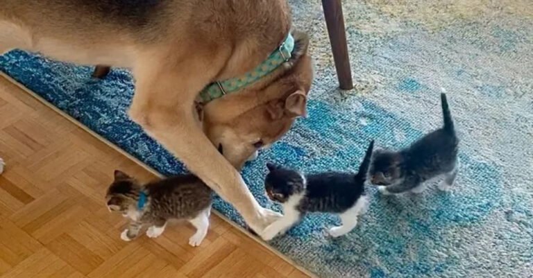 This dog was rescued from euthanasia and now takes care of orphaned kittens