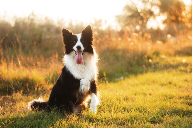 Character, health, training… Everything about the Border Collie