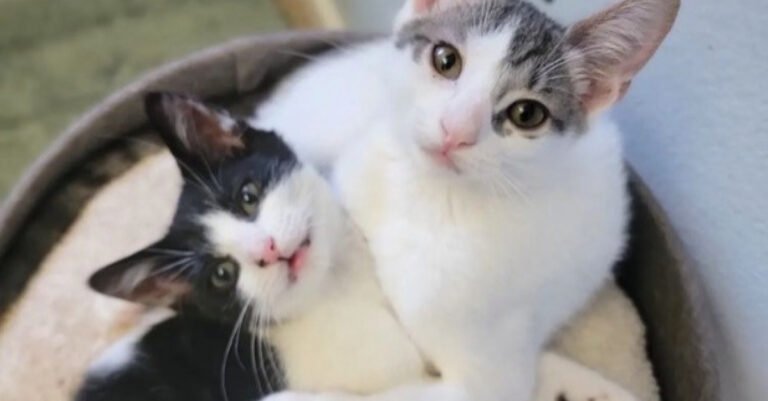 2 kittens met in foster care, and since then they have been an inseparable duo (video)

