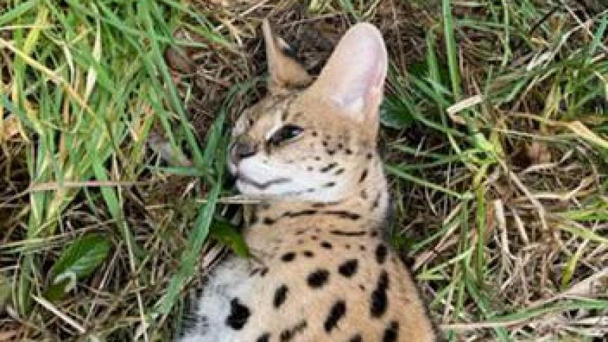 The Savannah is a licensed breed, a cross between a cat and a serval.