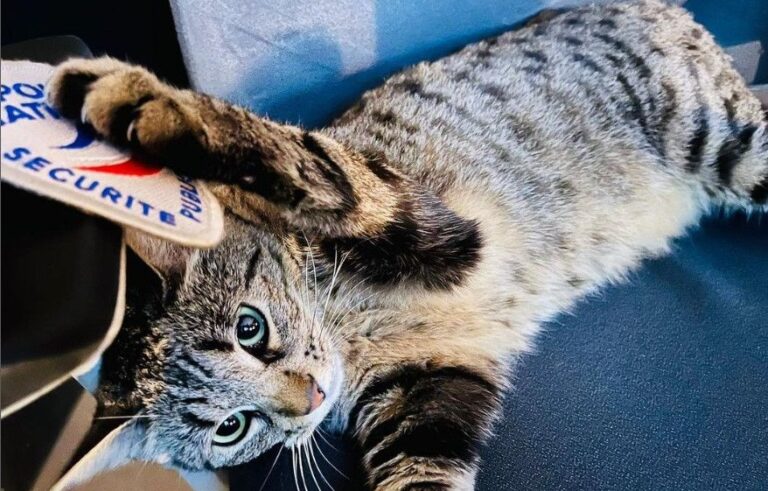 From the police station parking lot to Instagram, the amazing story of Seventeen, the police cat