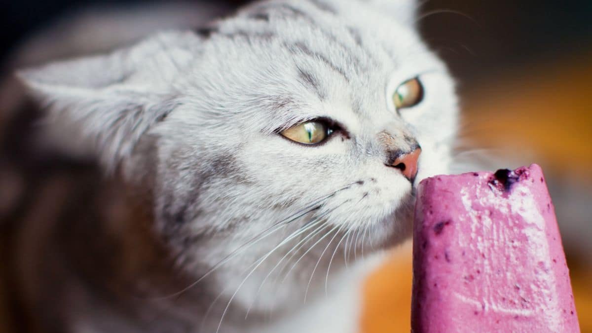 Never give these foods to your cat, you can kill him!