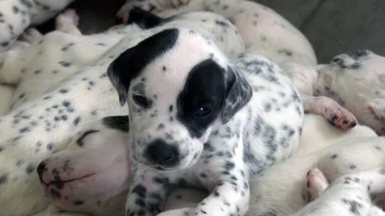 ON PICTURES |  A litter of 16 puppies: “101 Dalmatians” Saint-Paul-d’Abbotsford version