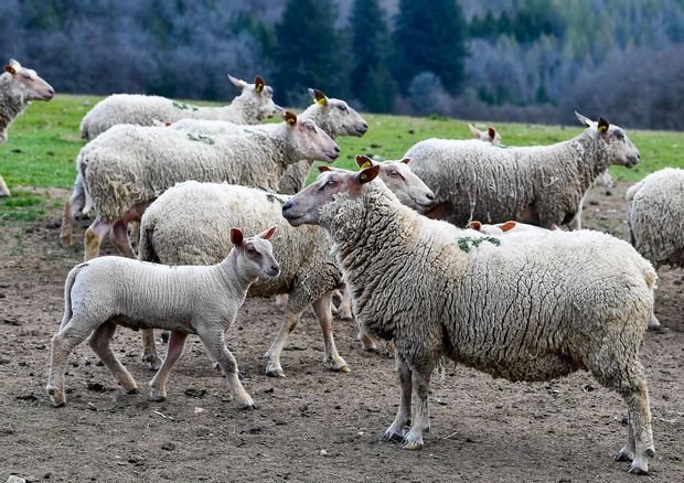 Seven sheep killed by dogs in a village in Haut Nivernais