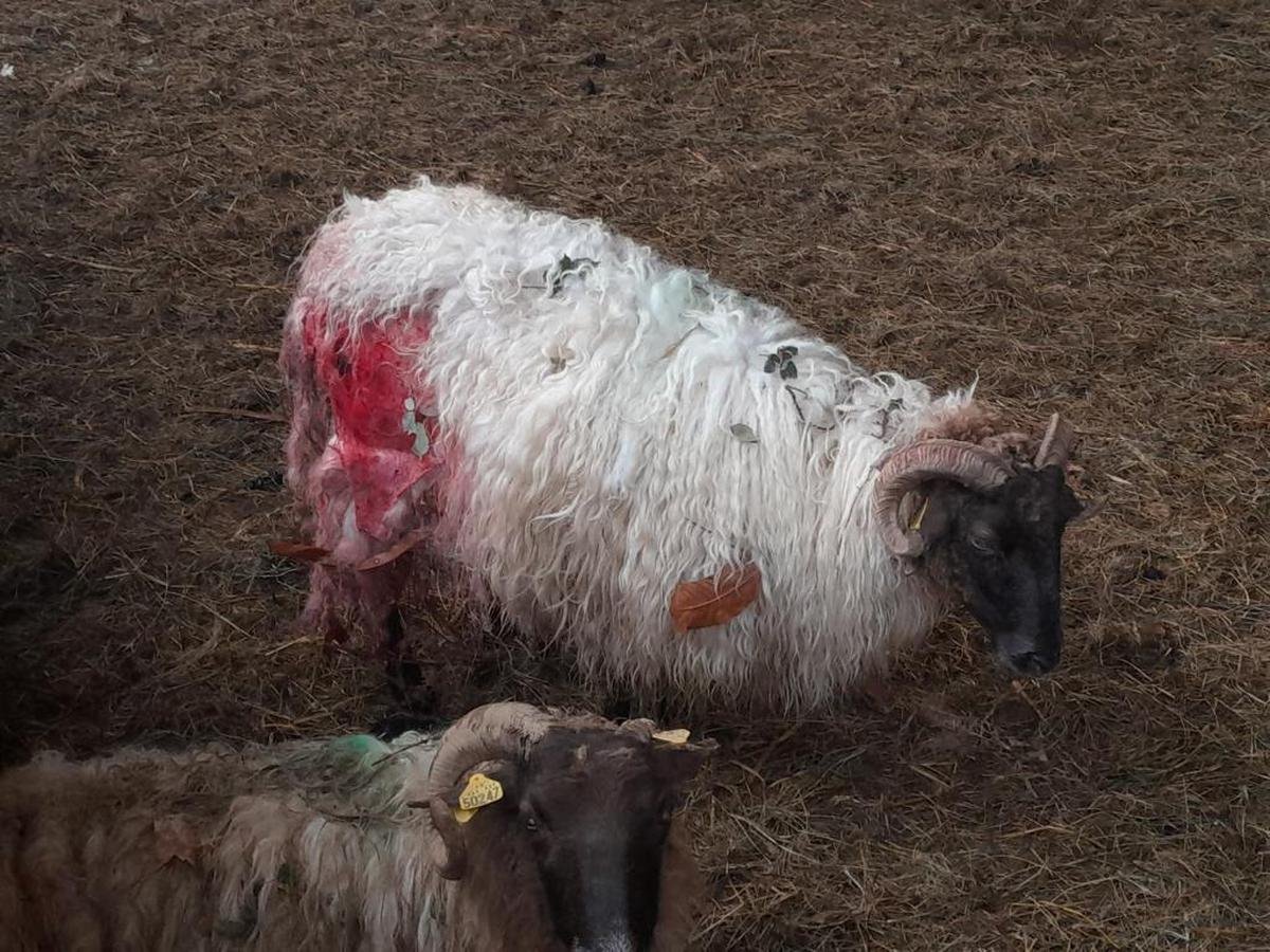 Ewes are attacked in the neck or thigh.