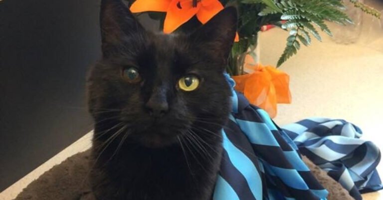 The disappearance of a cat that has lived for 10 years in an office worries employees who mobilize to find him