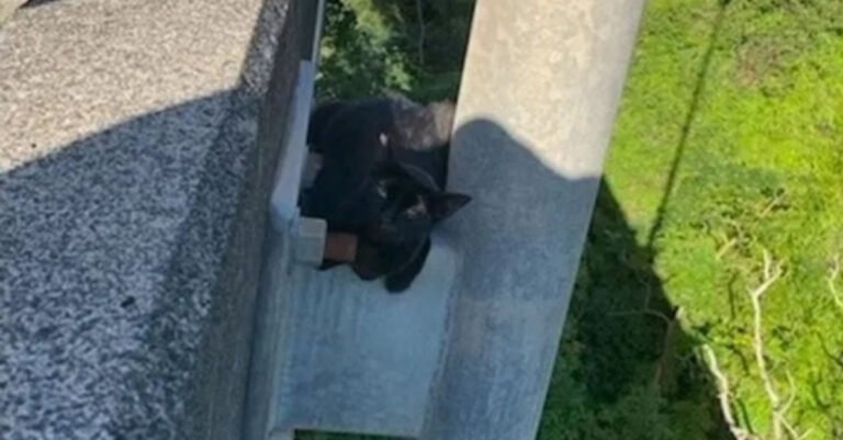 The perilous rescue of a cat suspended over the void of a bridge