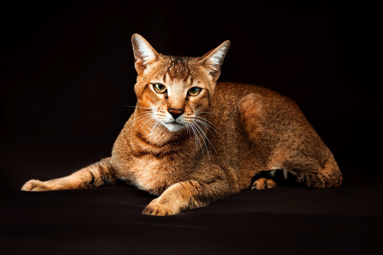 chausie breed cat