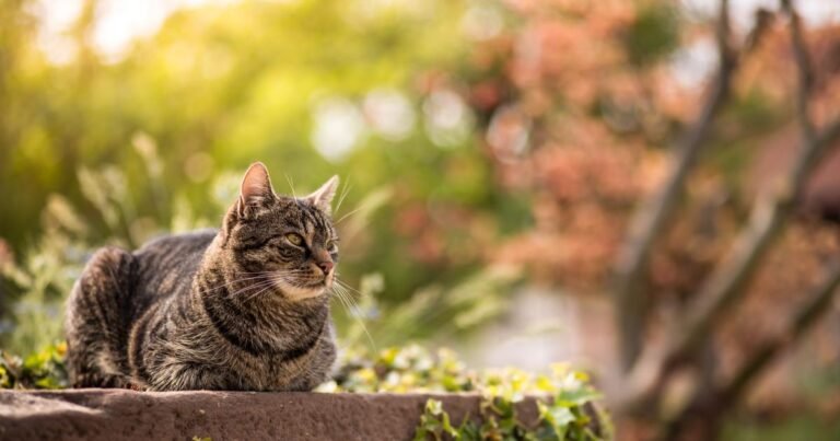 the metropolis launches a campaign to sterilize stray cats