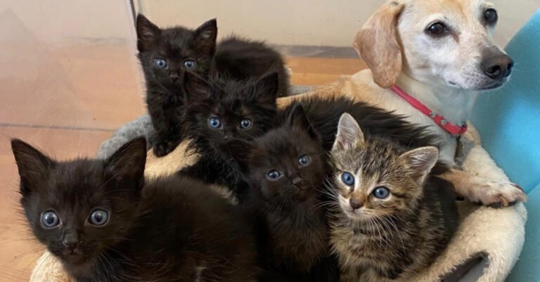 A kind-hearted dog becomes a surrogate mother to a litter of 5 orphaned kittens