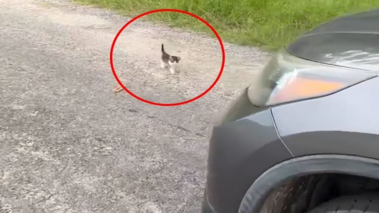 Here’s what happens to a man who tried to save a cat on a deserted road