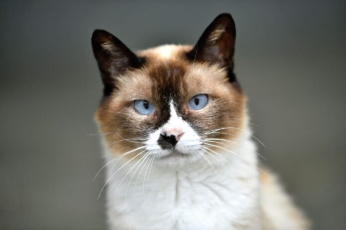 Siamese cat breed: origin, character and health

