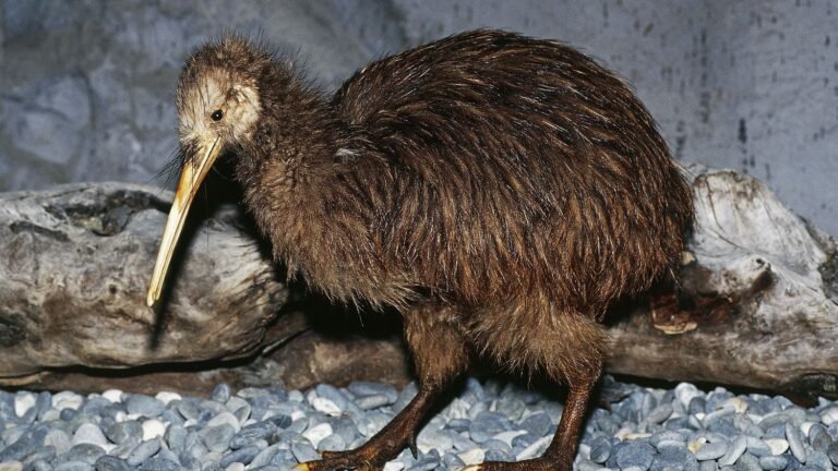 Zoo Miami apologizes to New Zealand for mistreating a kiwi